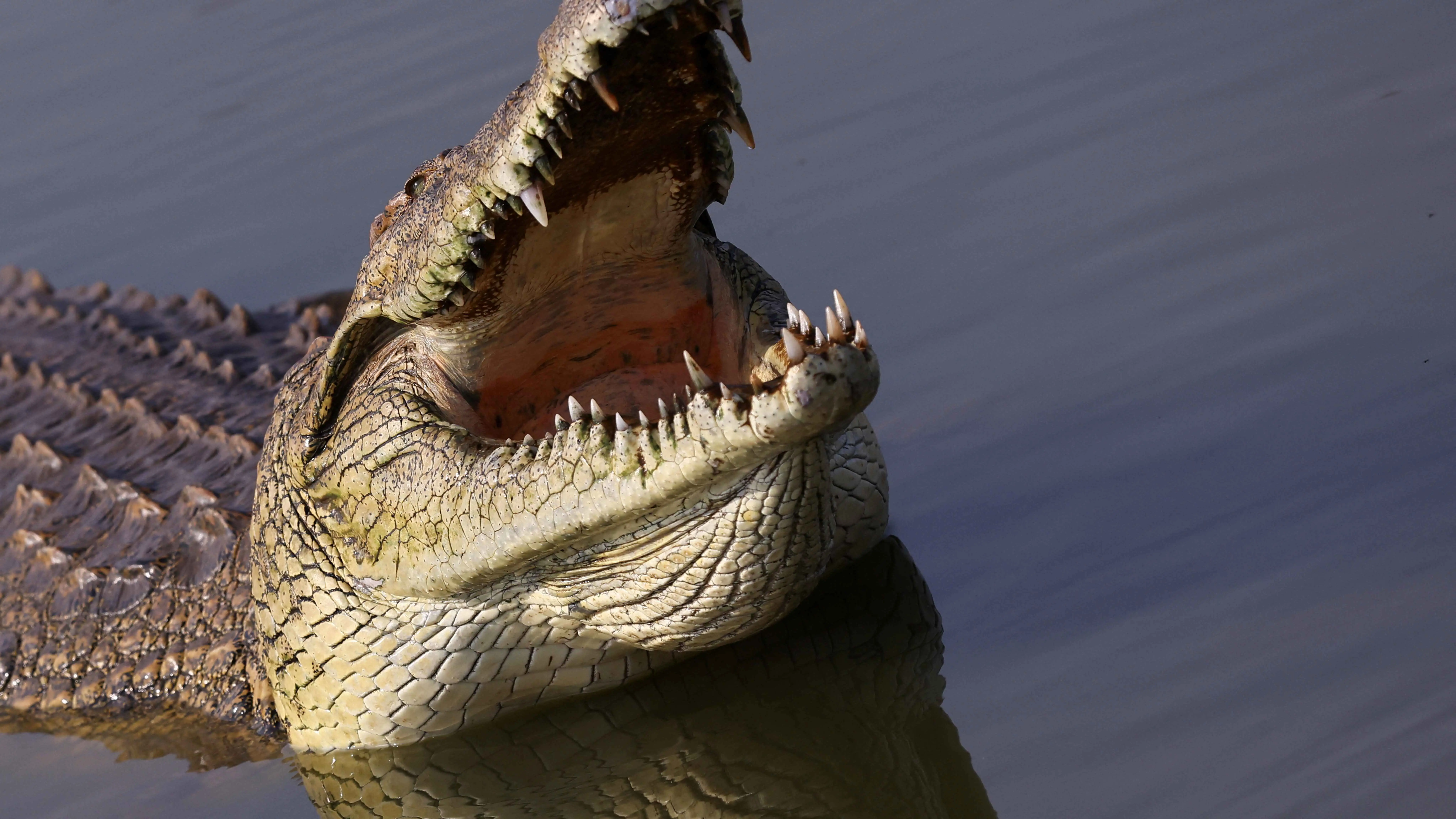العثور على رفات طفل أسترالي تعرض لهجوم من تمساح‎