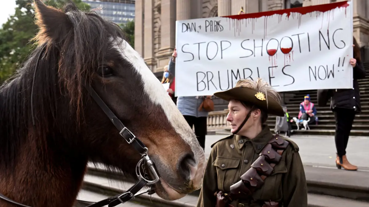 أستراليا تعاود إعدام الخيول البرية بواسطة المروحيات