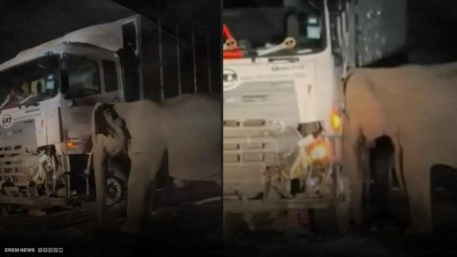 أنثى فيل تحطم شاحنة