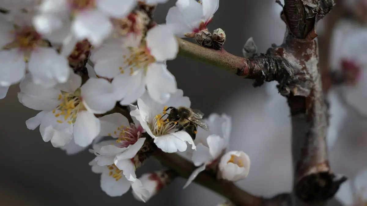 حل لغز عمره عقود بمساعدة أنواع النحل المكتشفة حديثًا