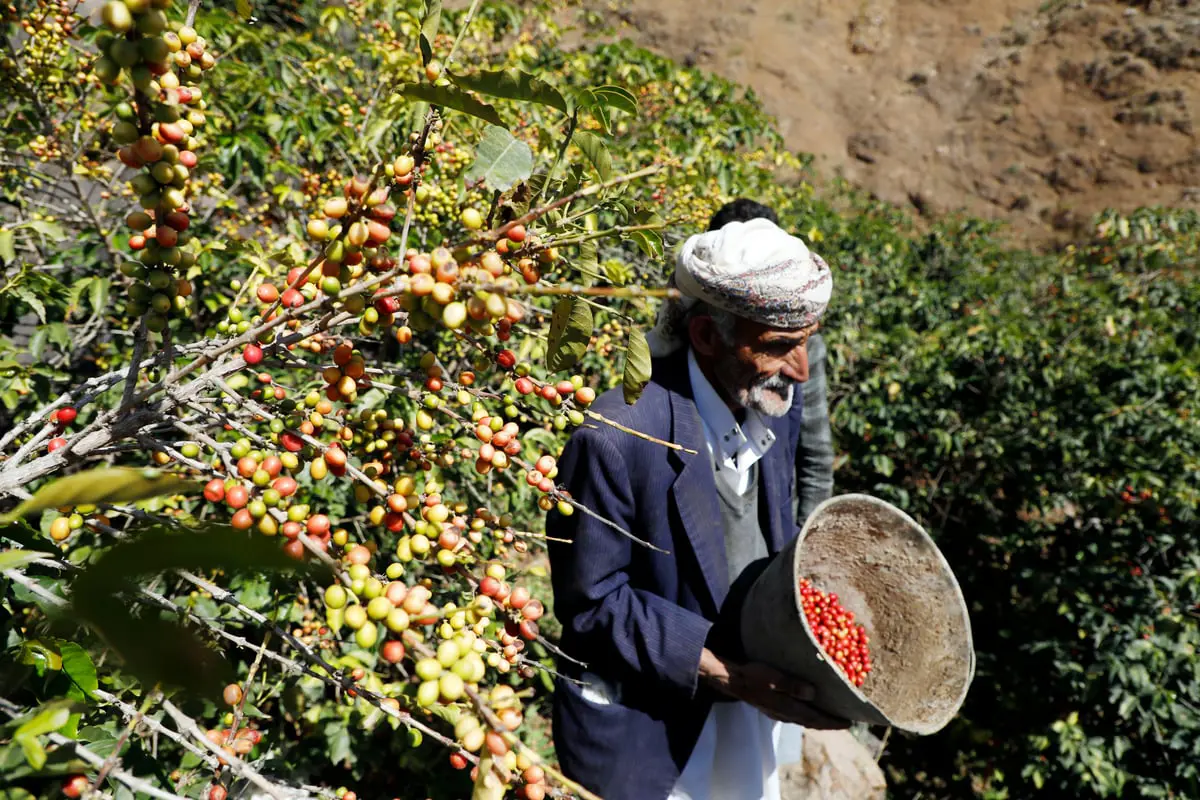 الأول في العالم.. البن اليمني يدفع ثمن الحرب والجفاف