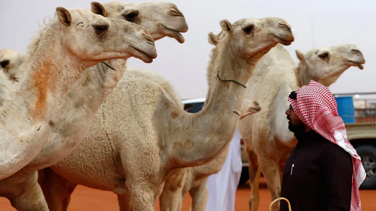 ملاك الإبل في السعودية على موعد مع أخبار سارة