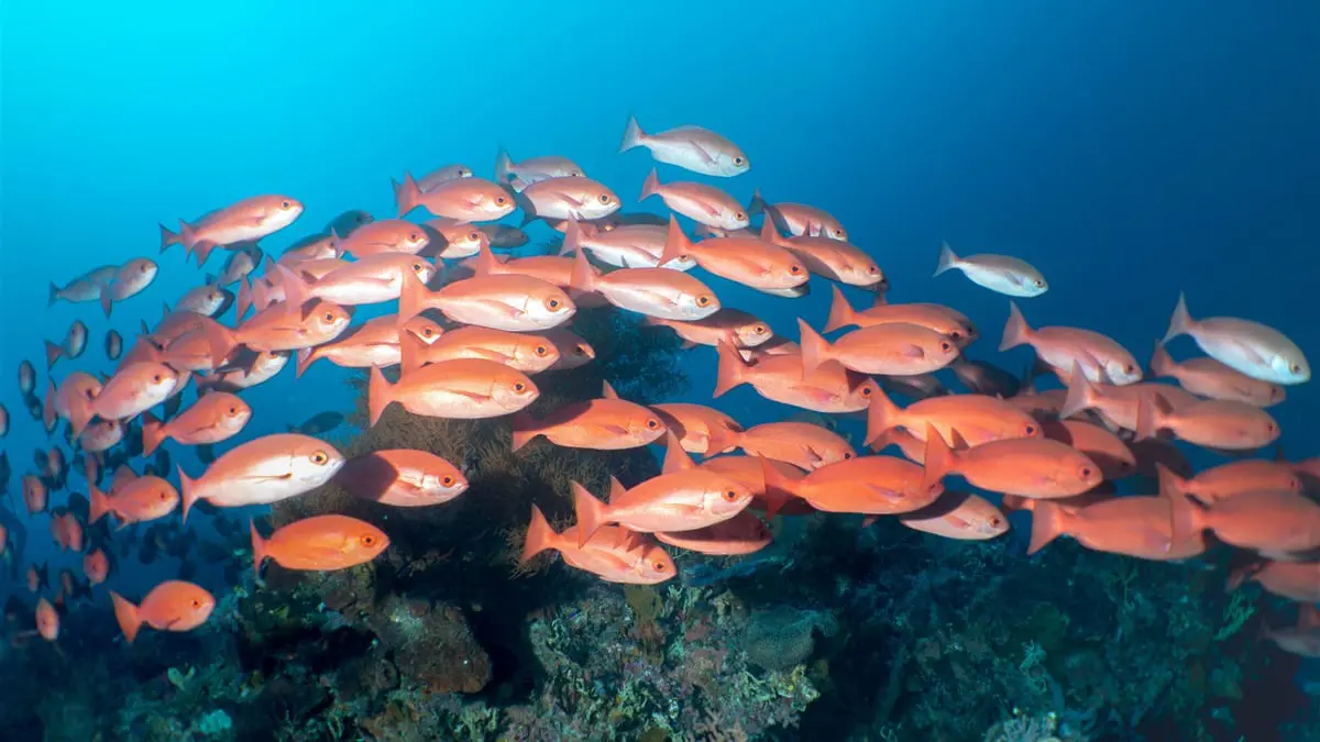أسماك من البحر الأحمر تغزو المتوسط بسبب ارتفاع درجات الحرارة