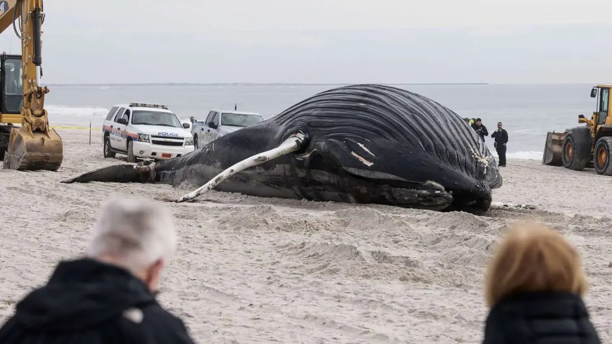 ما سبب ارتفاع عدد الحيتان الميتة على شواطئ الولايات المتحدة؟