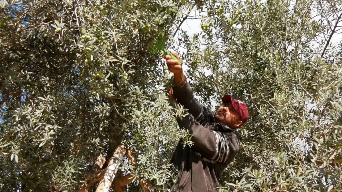 الزيتون في تونس.. من طقوس الجني إلى عقبات التصدير