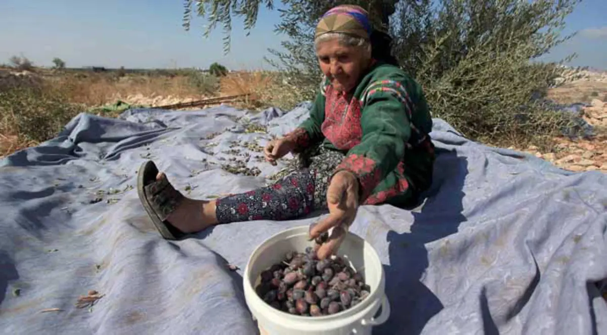 الاستيطان والجدار "يعصران" الزيتون بالضفة‎