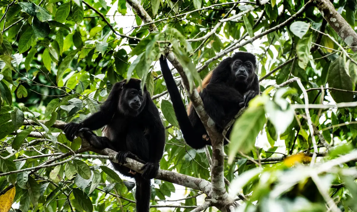 موجة حر قاسية في المكسيك تدفع القردة للتساقط عن الأشجار ميتة (صور)