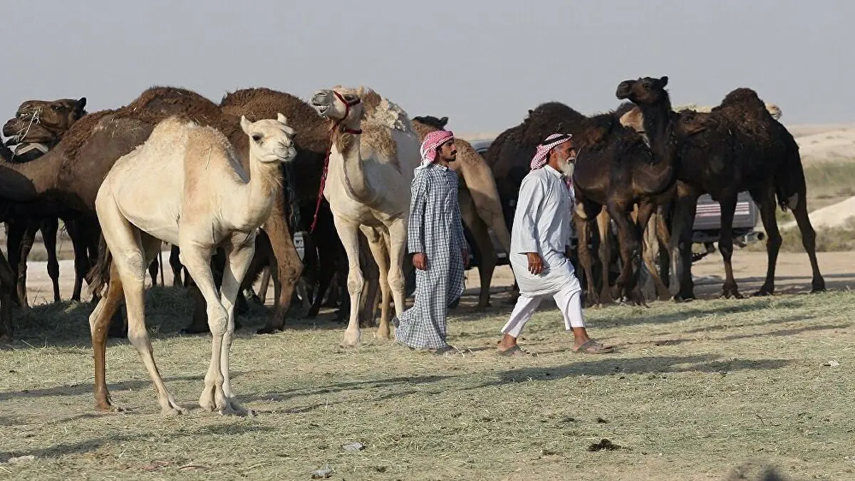 أكبر مستشفى لعلاج الإبل في العالم يستعد لافتتاح أبوابه في السعودية (فيديو)‎