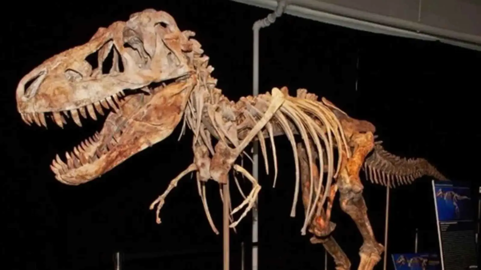 الكشف عن هوية مشتري أغلى هيكل عظمي لديناصور