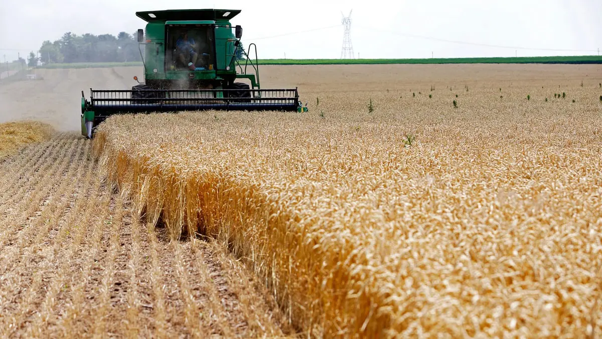 أسعار القمح ترتفع مع تصاعد القتال بين روسيا وأوكرانيا

