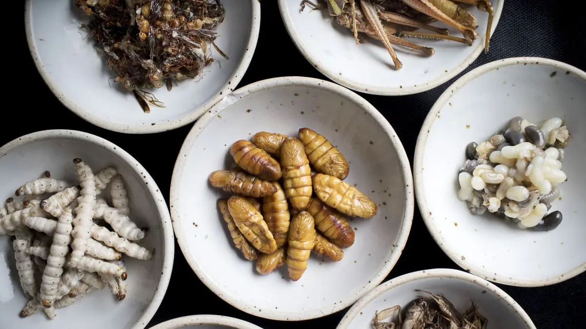 الصراصير في بانكوك.. أطباق متنوعة