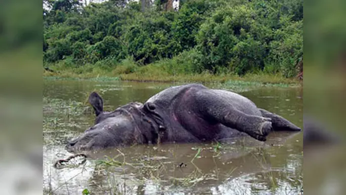 نفوق أحد حيوانات وحيد القرن 