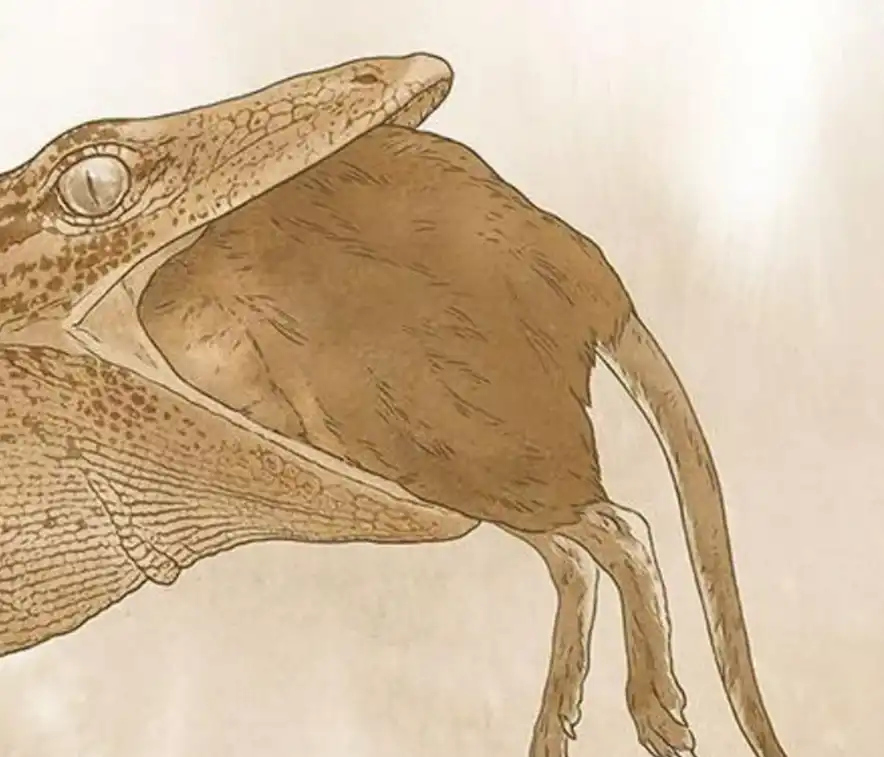 رسم للزاحف المكتشف