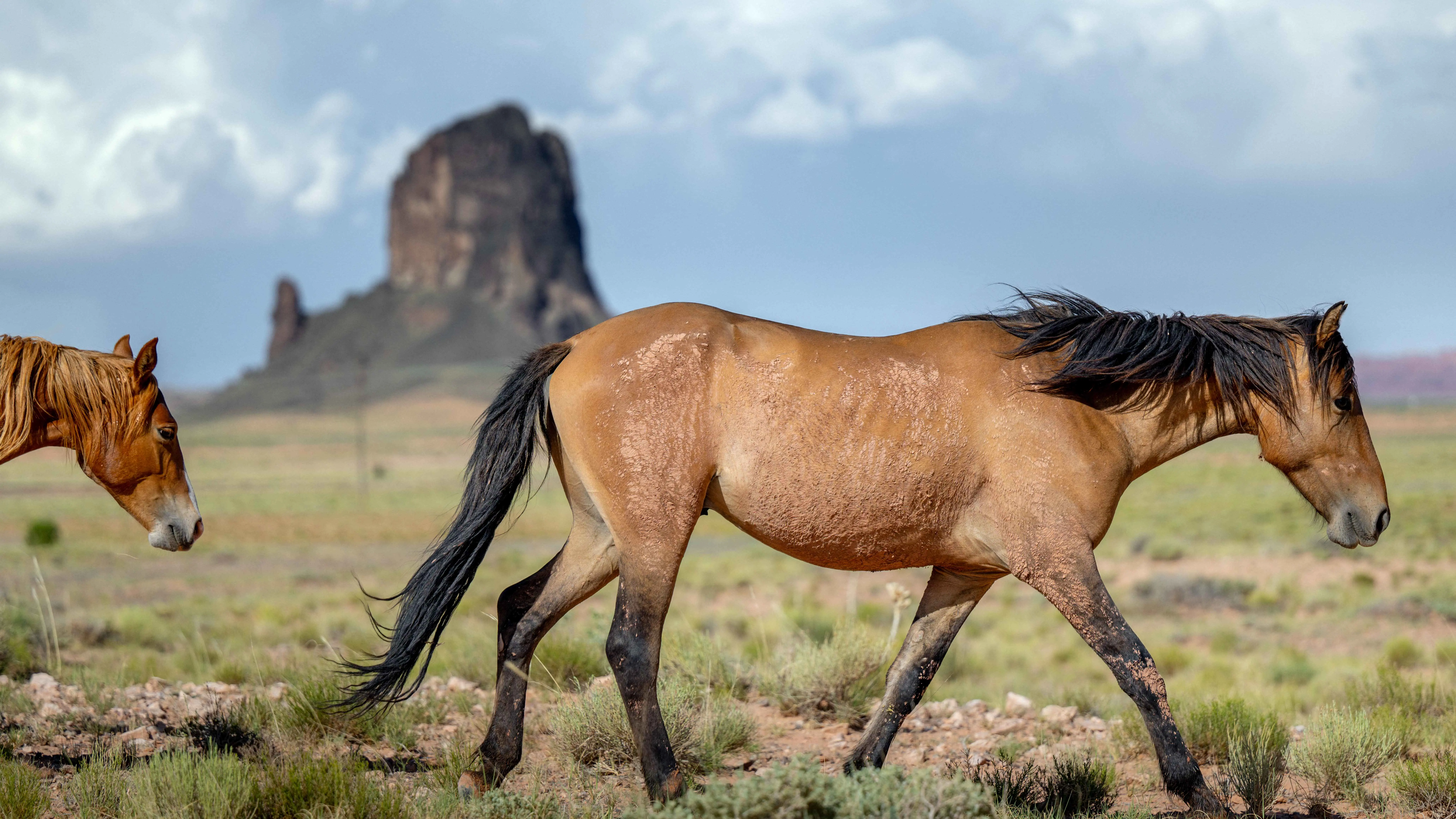 "الخيول" تسهم في علاج الصدمات وتعزز الصحة العاطفية‎