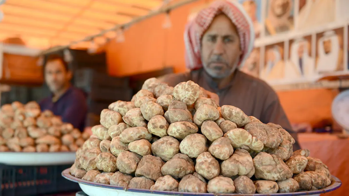 تجار "الكمأ" فريسة سهلة لعناصر داعش في صحراء الأنبار العراقية