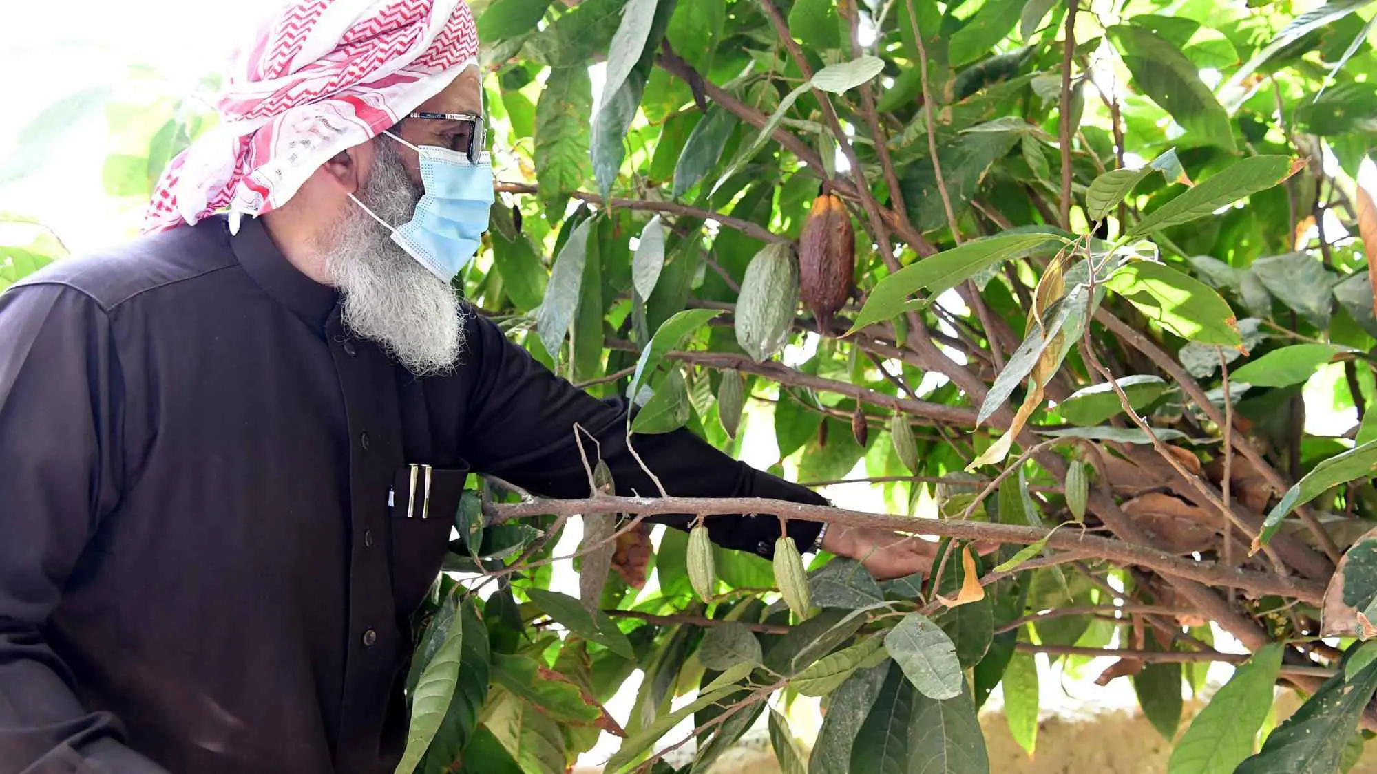 مع تحولها موطناً لزراعة الكاكاو.. السعودية تحتفي بالشوكولاتة