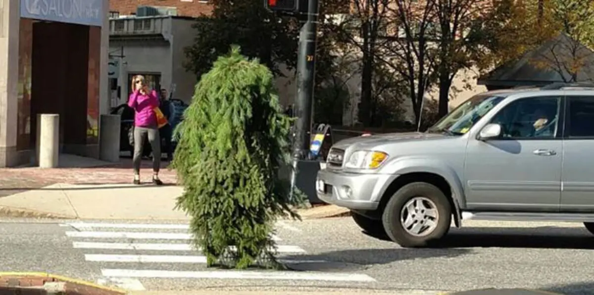 بالفيديو والصور.. اعتقال رجل لانتحاله شخصية شجرة