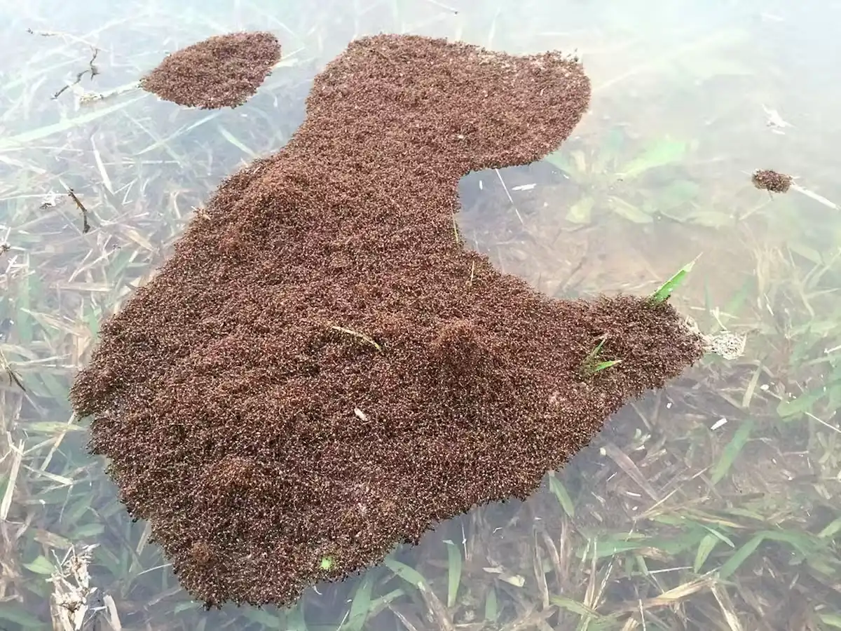 نمل الجيش