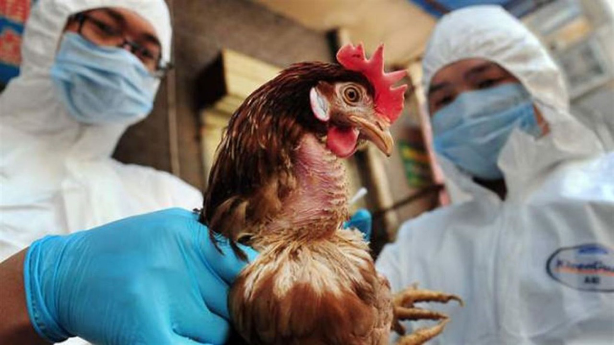 الصين تعلن تسجيل أول إصابة بشرية بسلالة إنفلونزا الطيور "إتش10 إن3"