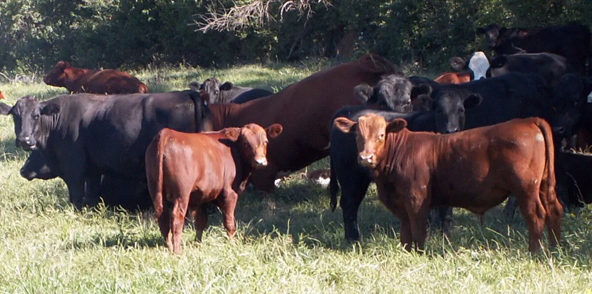مئات الأبقار العطشى تسطو على شاحنة مياه وسط تفاقم الجفاف في أستراليا (فيديو)