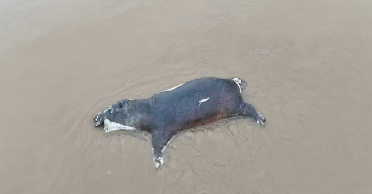 فرس نهر نافق
