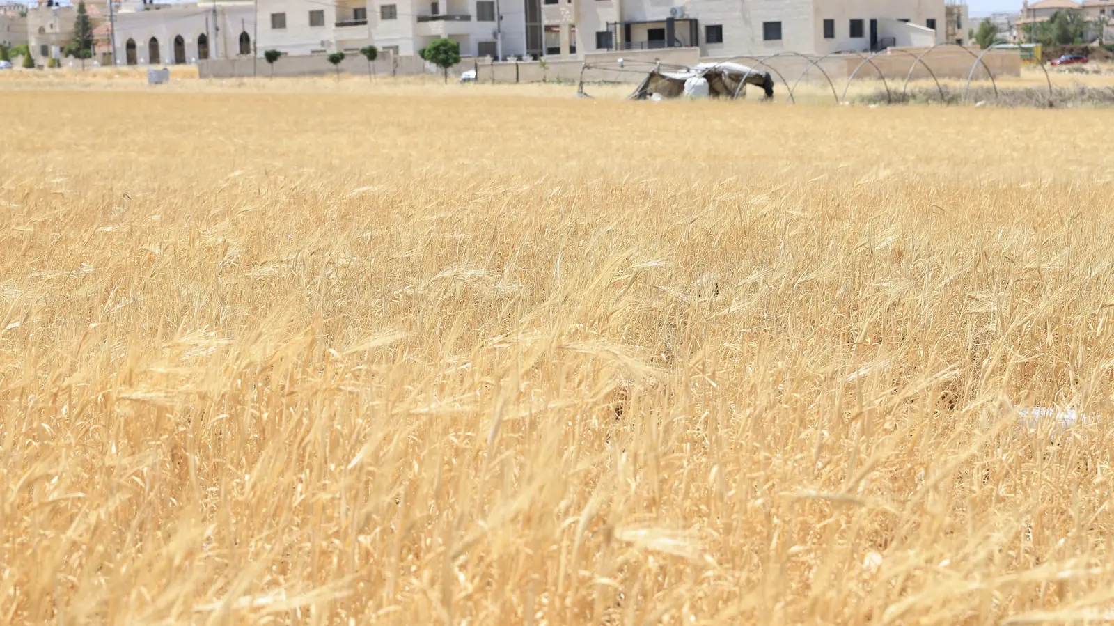 حقل قمح في الأردن