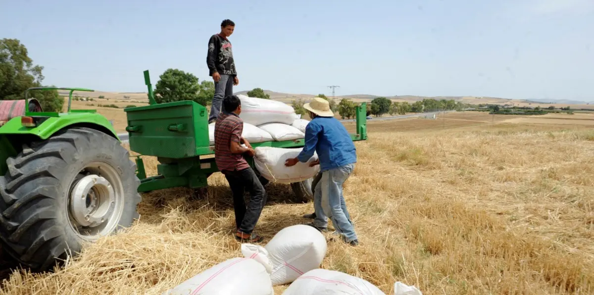 في يوم "الجلاء الزراعي".. هواجس الفقر المائي تُخيم على مستقبل تونس