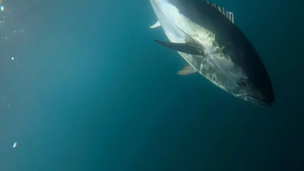 تفاعل واسع مع صياد سعودي ظفر بسمكة فريدة (فيديو)