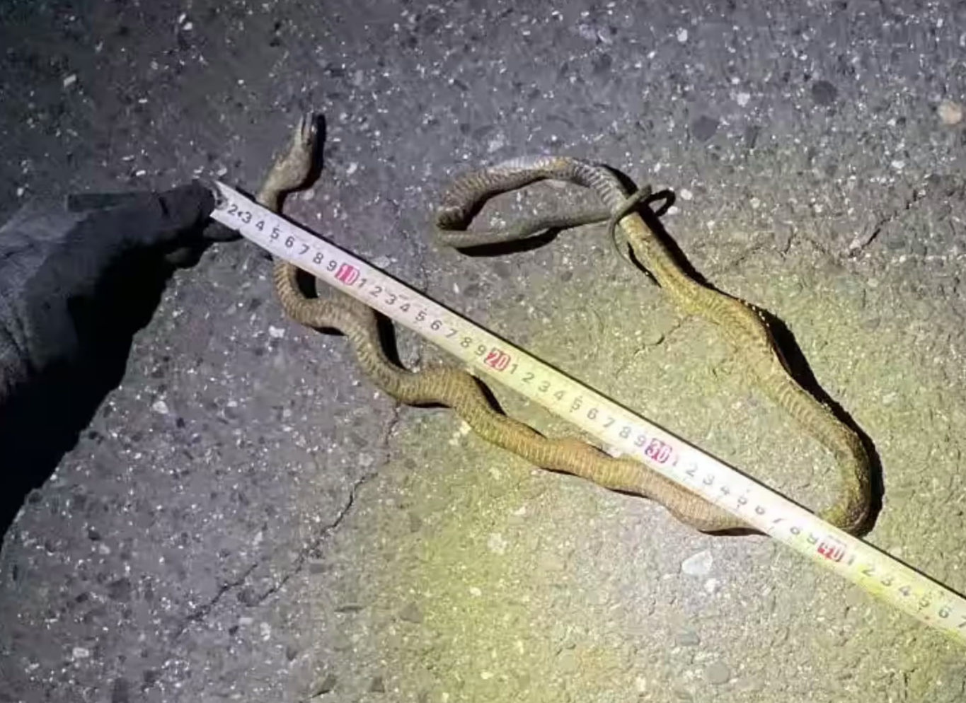 ثعبان قطار شينكانسن