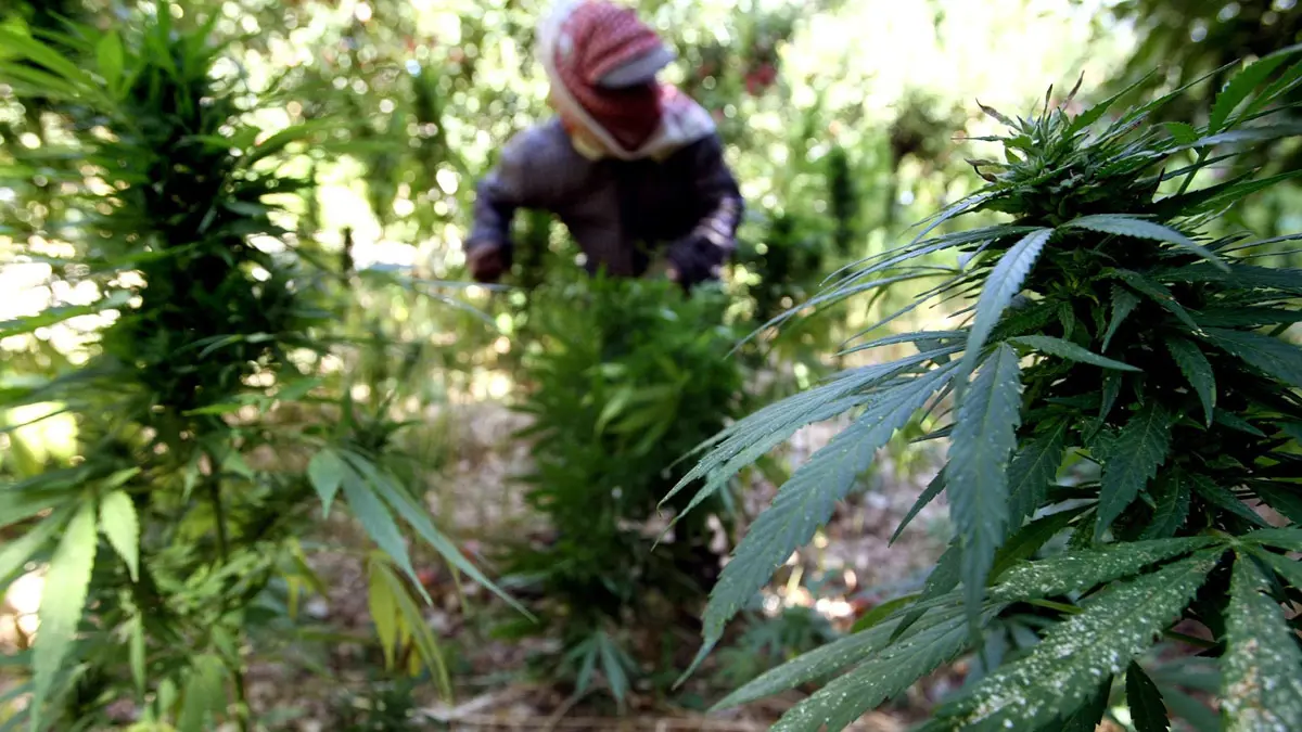 مشروع قانون يسمح بزراعة القنب الهندي يثير جدلا بين المزارعين في المغرب