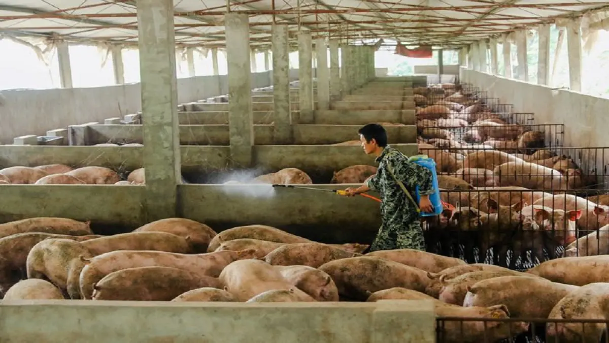 الصين تؤكد تفشي حمى الخنازير الأفريقية في إقليمي سيشوان وخبي‎