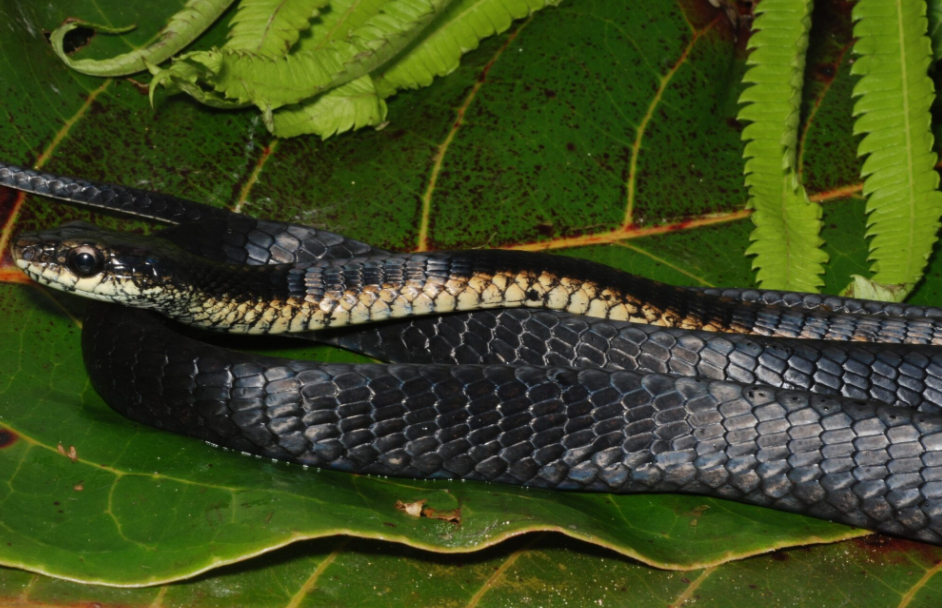 Dendrelaphis roseni 