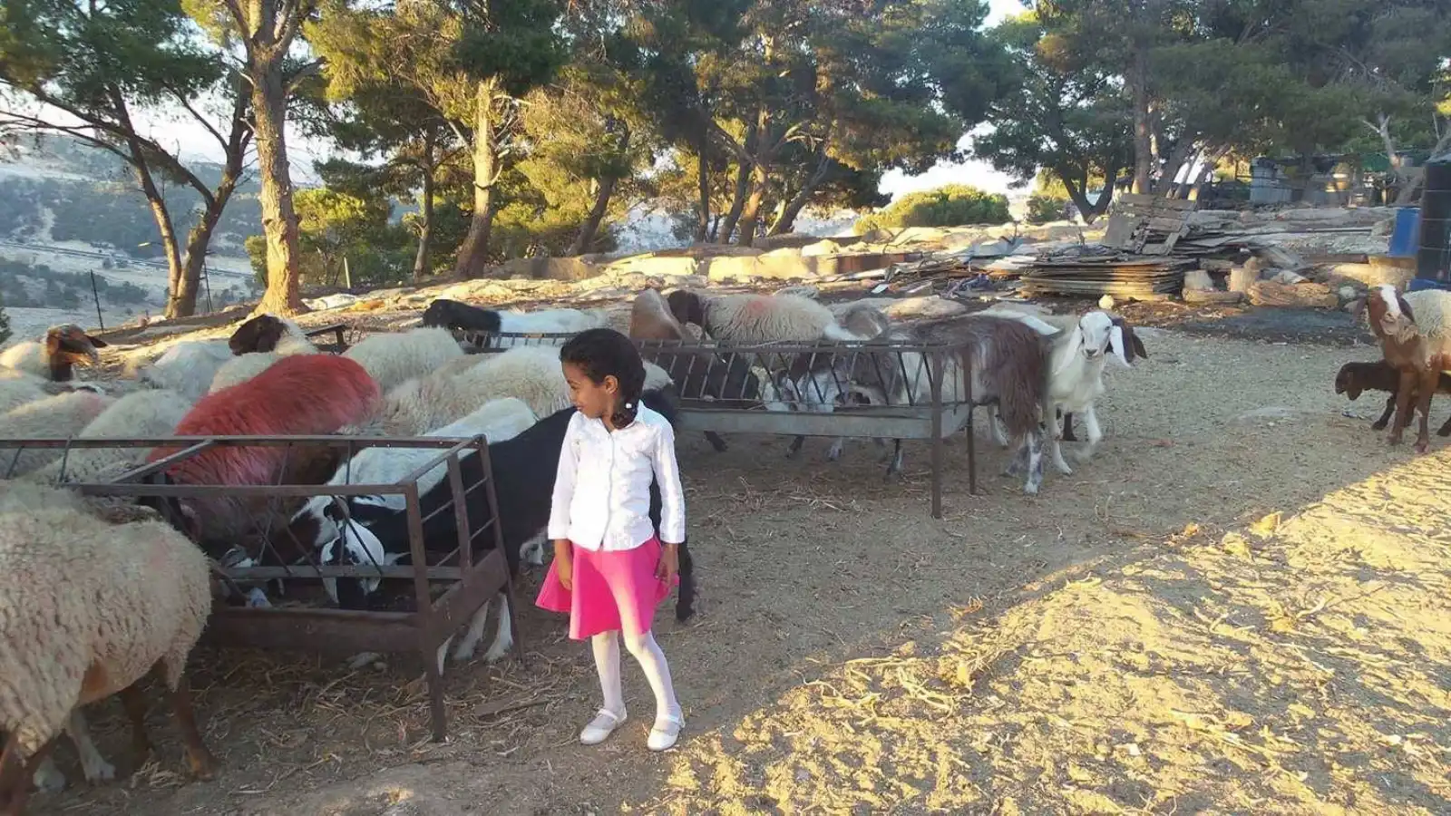 طفلة بين أغنام البدو في جبل البابا