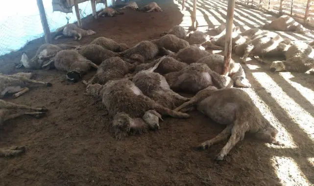 الأغنام الميتة في تركيا