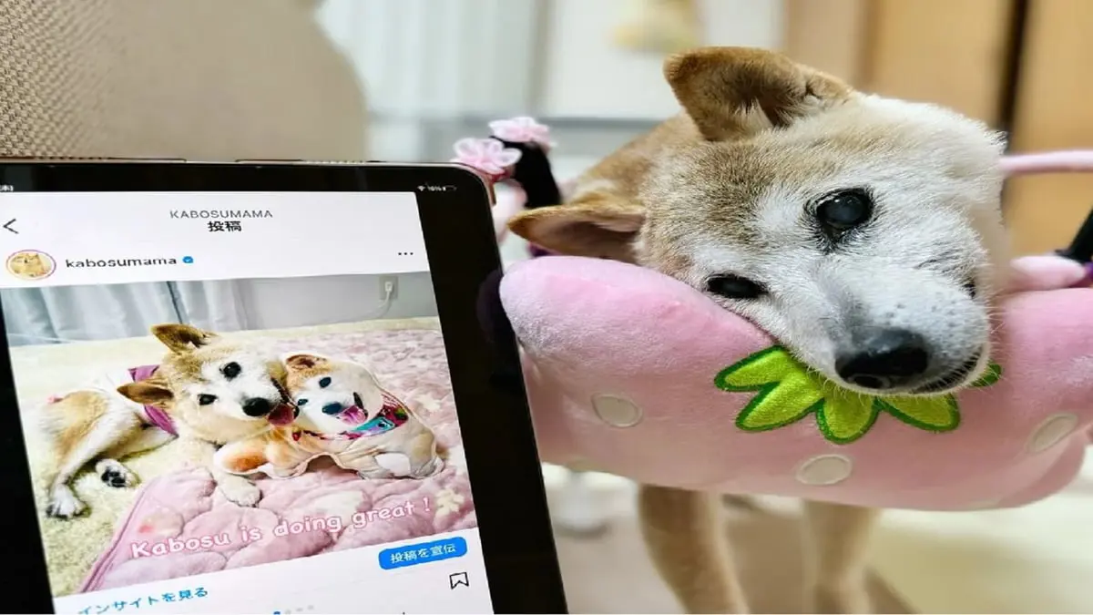 وفاة أشهر كلبة في العالم.. الوجه الإعلاني لعملة "دوجكوين" (صور)