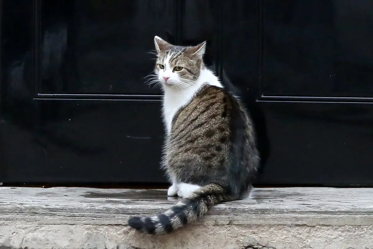 "القط لاري" يستعد لاستقبال رئيس الوزراء البريطاني الجديد في مقرّه