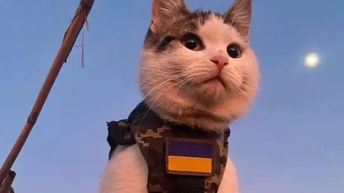 قطط تشارك القوات الأوكرانية في حربها ضد روسيا (صور وفيديو)