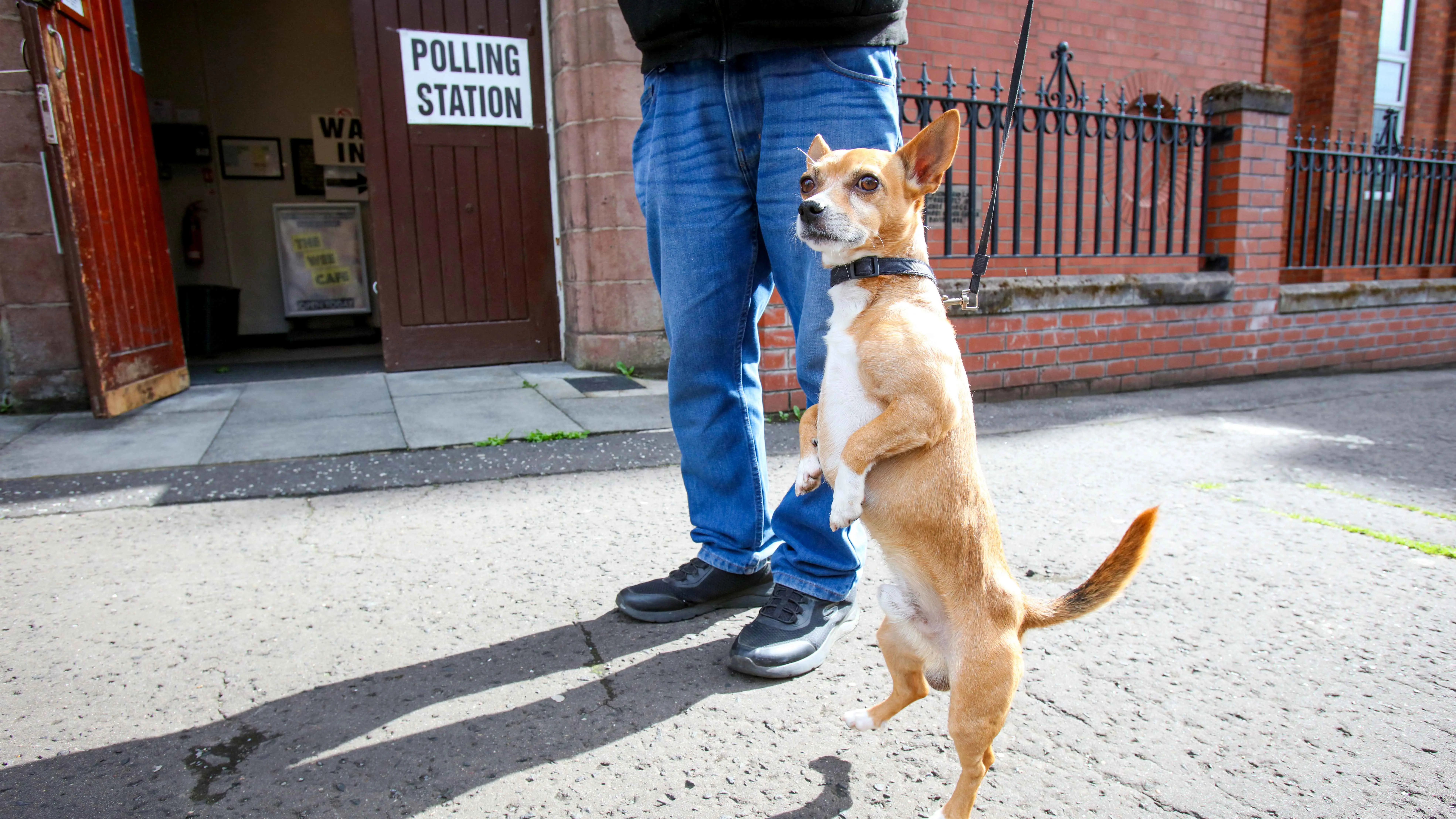 كلاب أمام مراكز الاقتراع.. البريطانيون يحافظون على عاداتهم في الانتخابات (صور)