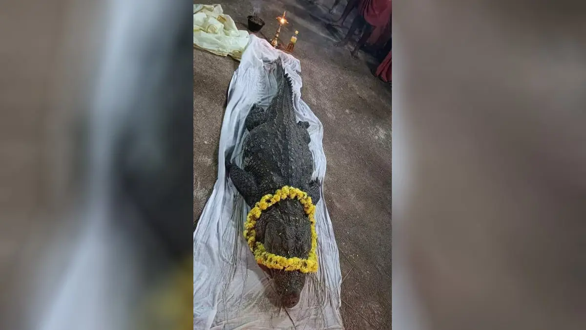 في الهند.. جنازة مهيبة لأنثى تمساح عبدها الناس لأكثر من 75 عاما (صور)