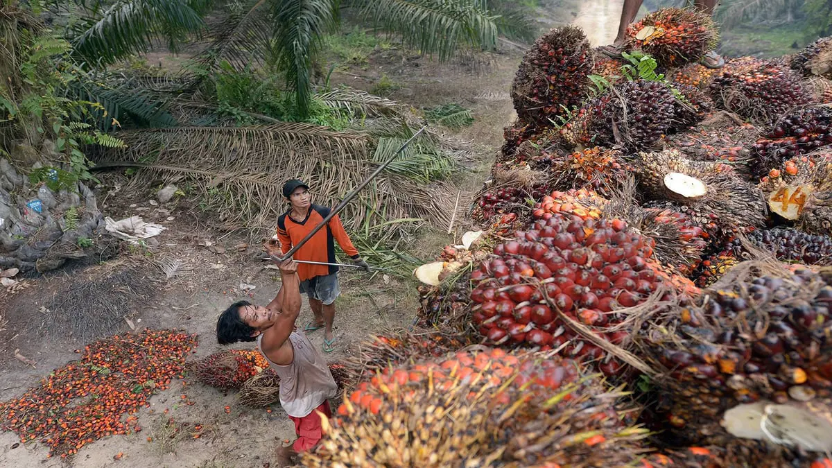 بعد حظر تصدير زيت النخيل.. رهانات إندونيسيا تُفاقم أزمة الغذاء العالمية