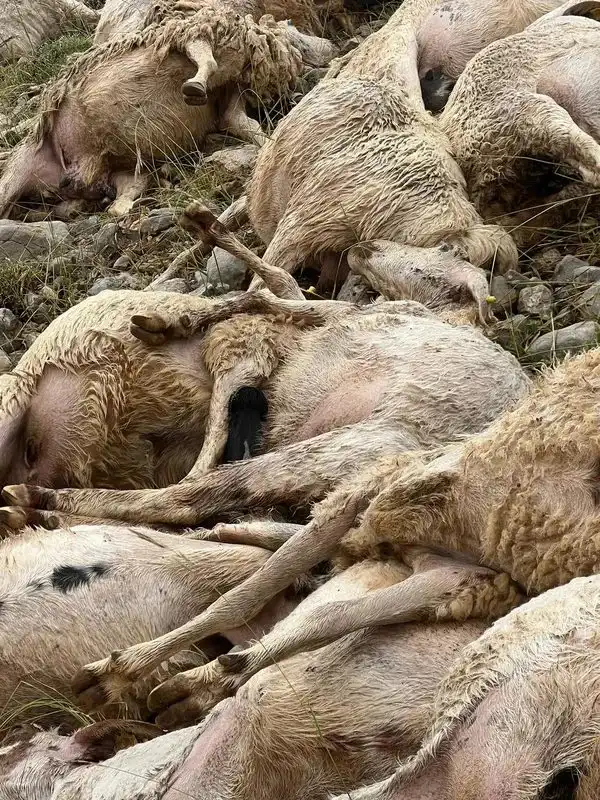 قطيع الأغنام ضحية الصاعقة