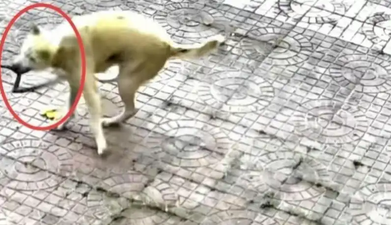 هجوم الكلب على الأفعى