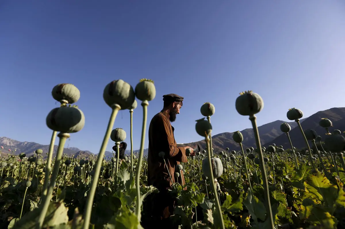 طالبان تعلن نهاية زراعة المخدرات في أفغانستان