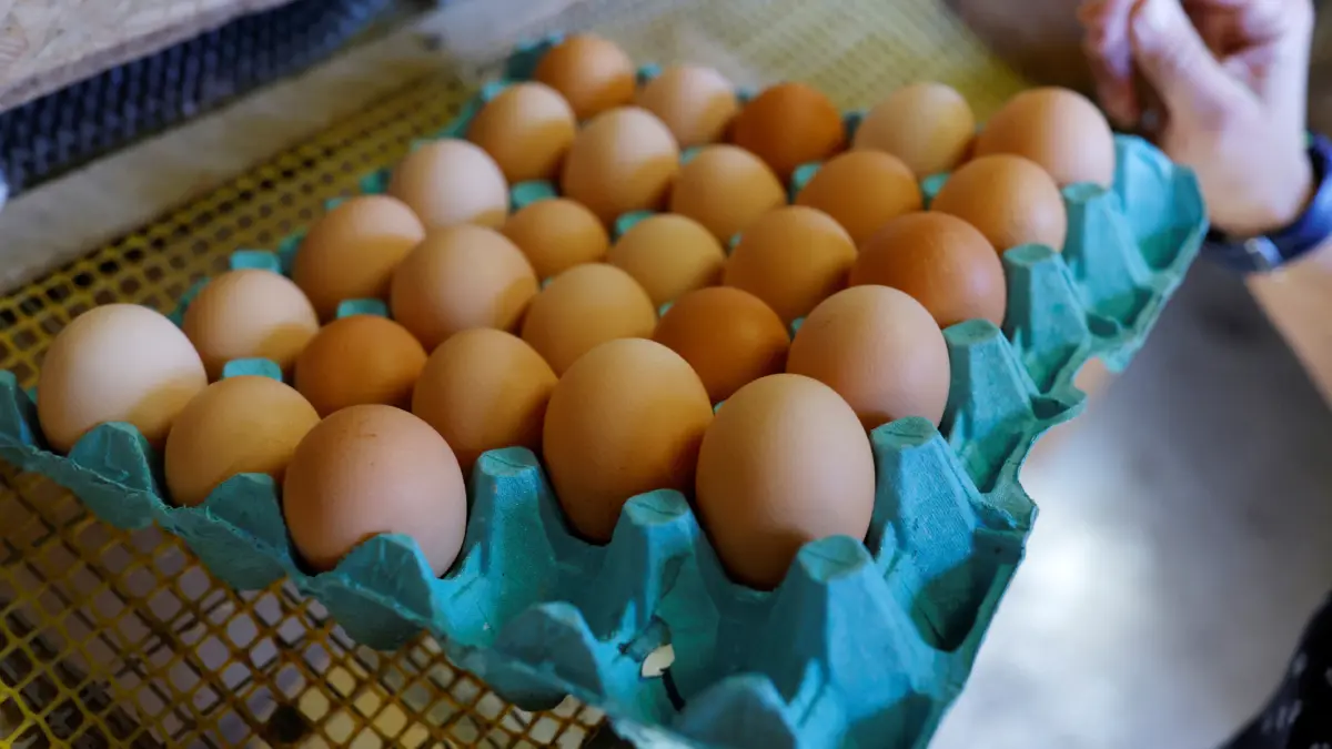 طبيبة تكشف عدد البيض الواجب تناوله خلال اليوم