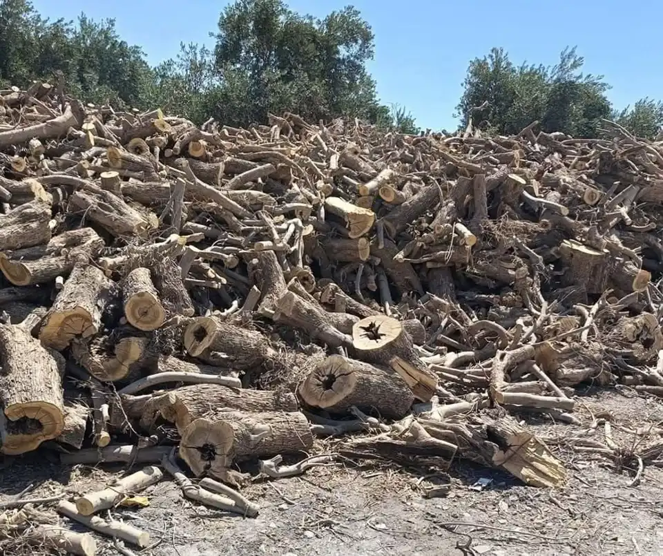 قطع الأشجار في العراق