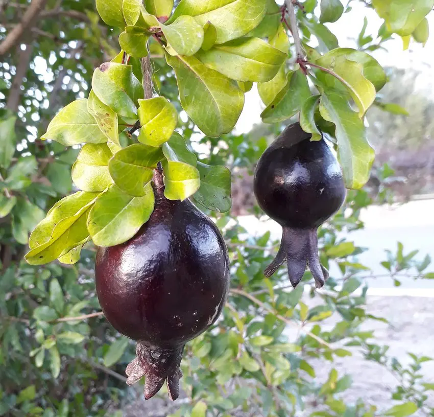 الرمان الأسود