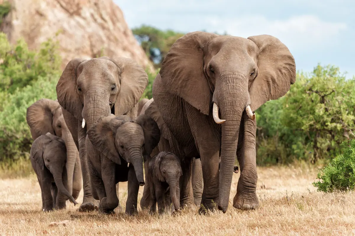 في حالة "نادرة".. فيلة تضع توأمًا وتهاجم أحدهما  