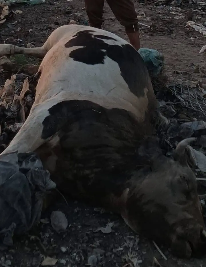 نفوق المواشي في العراق
