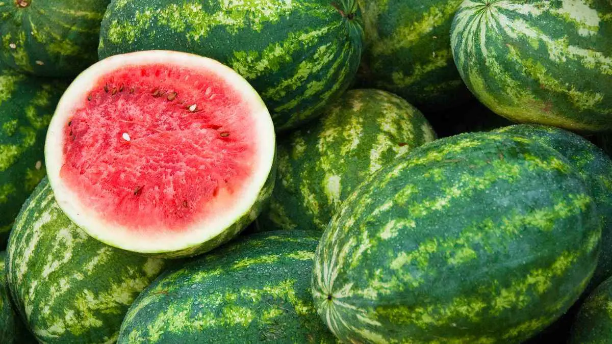 ممنوع تناول البطيخ في البرازيل.. ما القصة؟