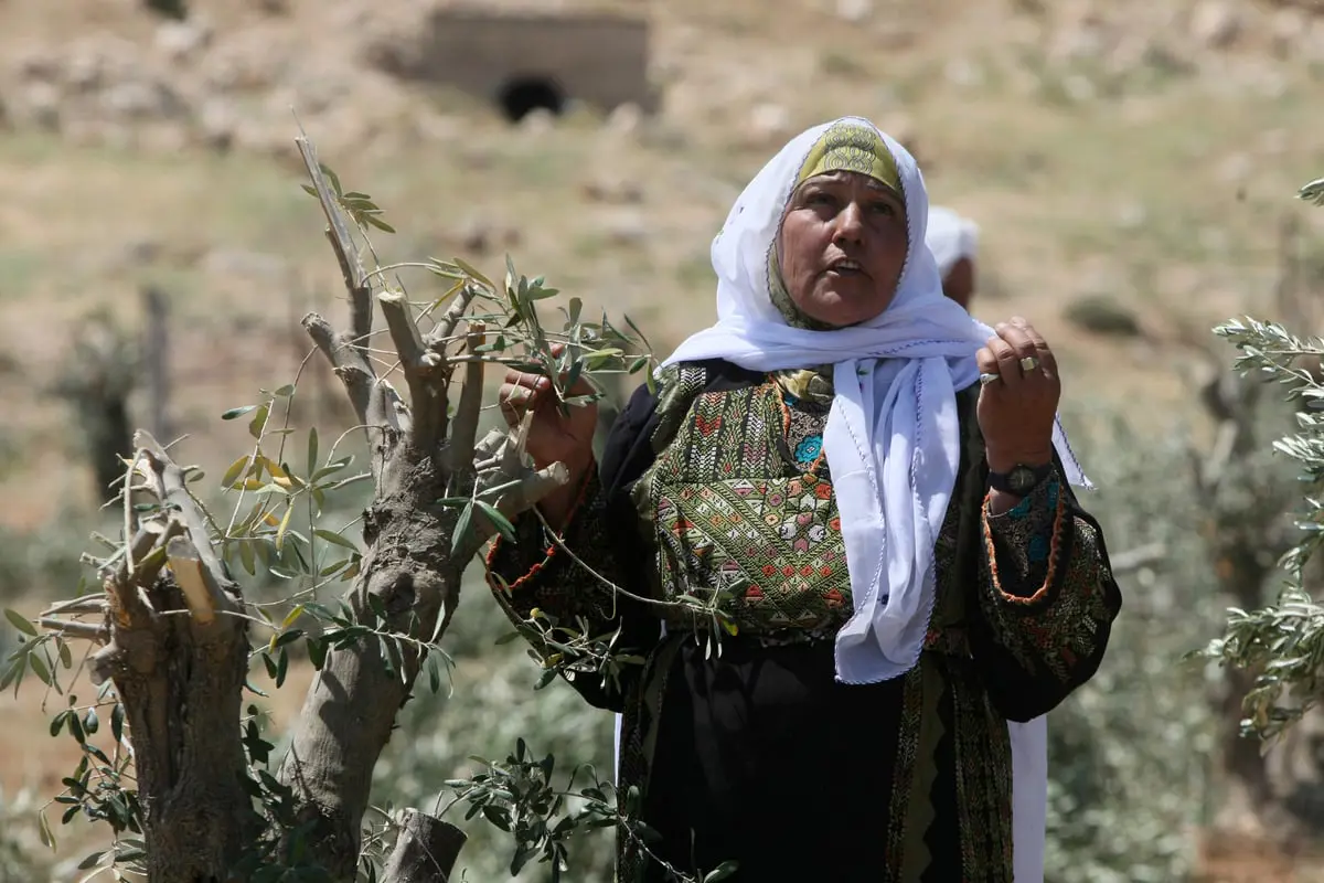 قرية سالم في نابلس.. "أرض زيتون" ينخر جذورها الاستيطان 